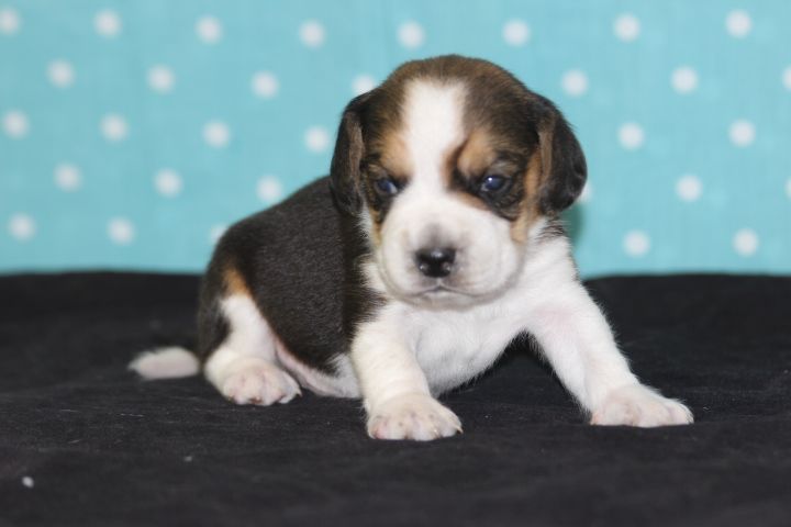 des Diamants Verts - Chiots disponibles - Beagle