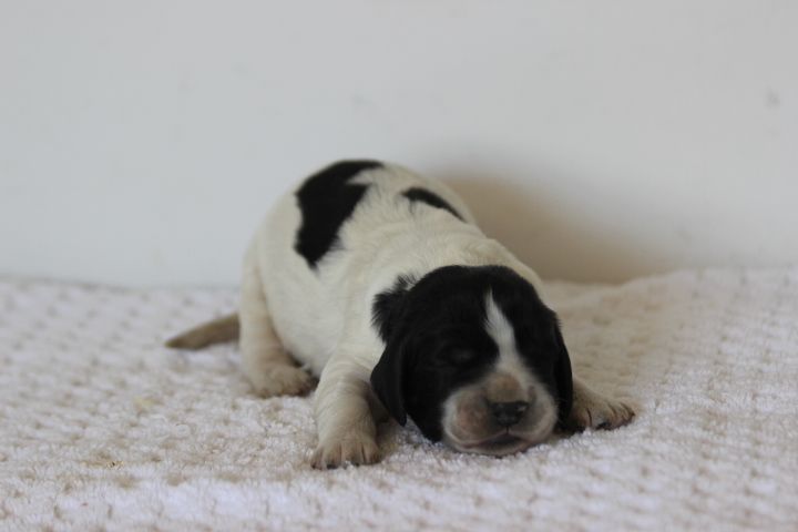 des Diamants Verts - Chiots disponibles - English Springer Spaniel