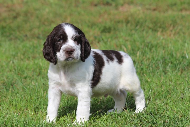 des Diamants Verts - Chiots disponibles - English Springer Spaniel