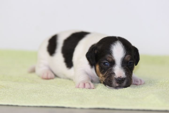 des Diamants Verts - Chiots disponibles - Jack Russell Terrier