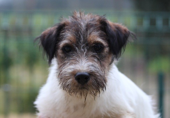 des Diamants Verts - Chiots disponibles - Jack Russell Terrier