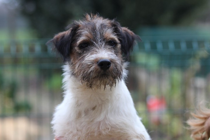 Chiot Jack Russell Terrier des Diamants Verts