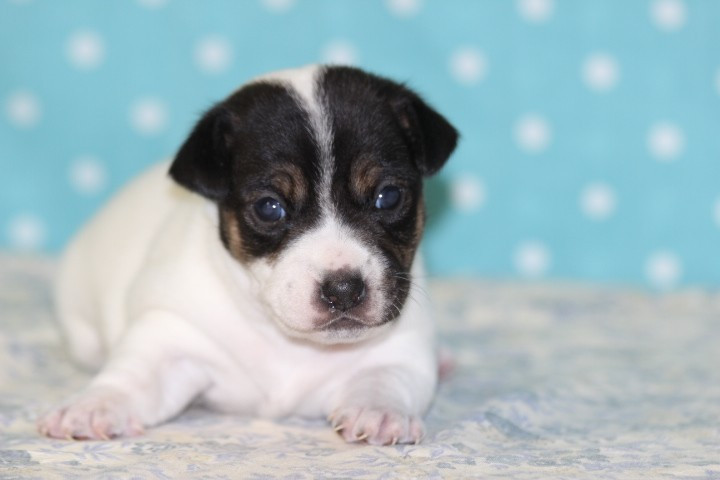 des Diamants Verts - Chiots disponibles - Jack Russell Terrier