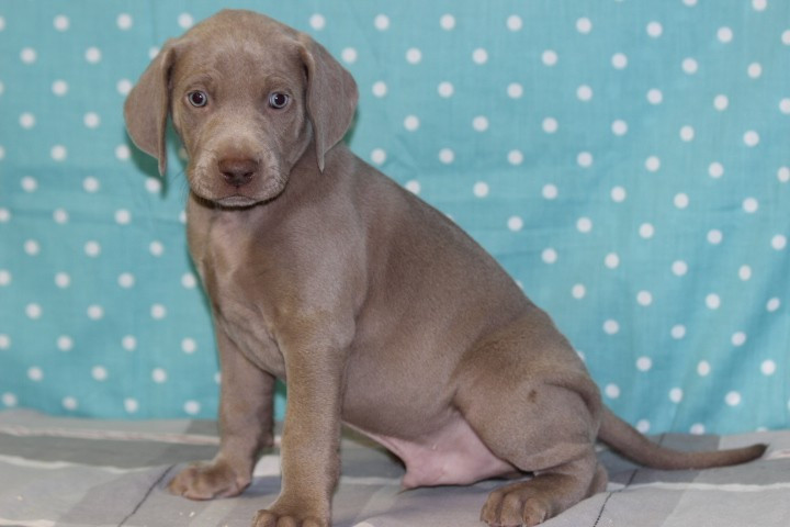 des Diamants Verts - Chiots disponibles - Braque de Weimar