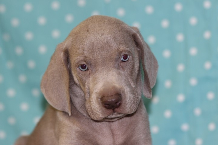 des Diamants Verts - Chiots disponibles - Braque de Weimar