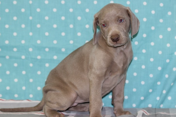 des Diamants Verts - Chiots disponibles - Braque de Weimar