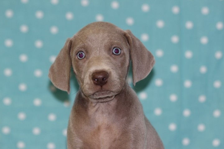 des Diamants Verts - Chiots disponibles - Braque de Weimar