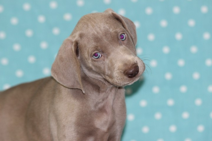 des Diamants Verts - Chiots disponibles - Braque de Weimar