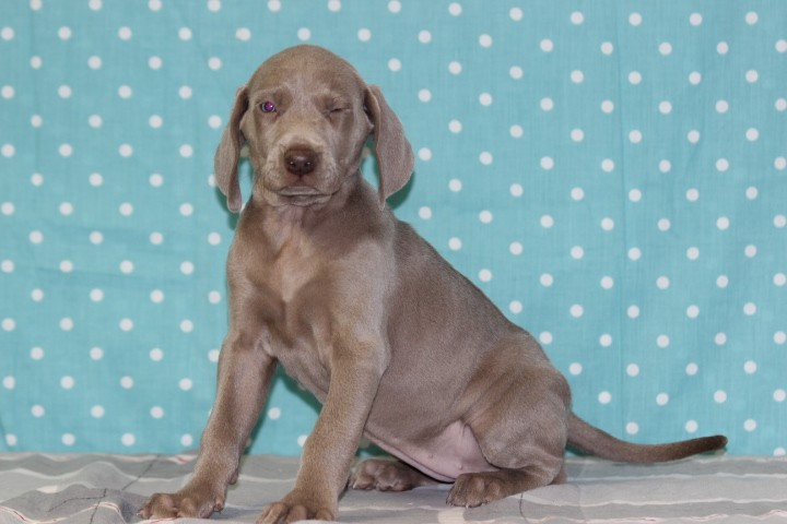 des Diamants Verts - Chiots disponibles - Braque de Weimar