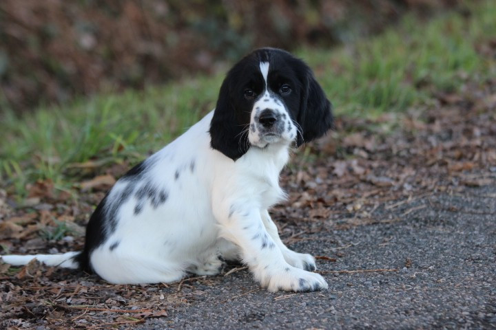 des Diamants Verts - Chiots disponibles - English Springer Spaniel