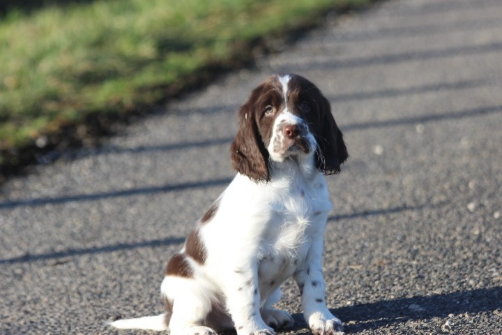 des Diamants Verts - Chiots disponibles - English Springer Spaniel