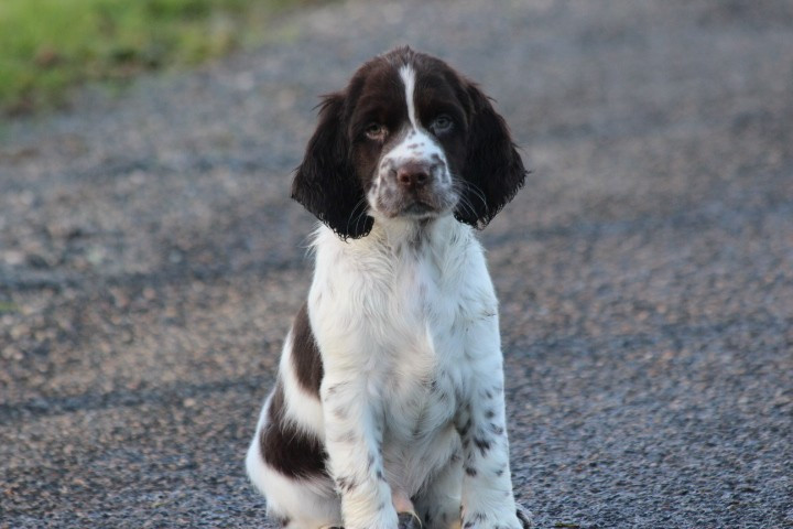 des Diamants Verts - Chiots disponibles - English Springer Spaniel