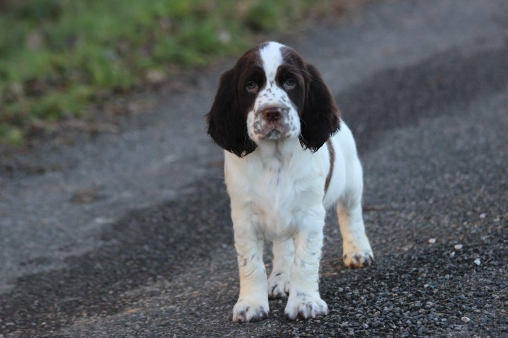 des Diamants Verts - Chiots disponibles - English Springer Spaniel