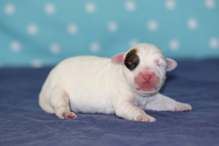 des Diamants Verts - Chiots disponibles - Jack Russell Terrier