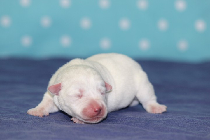 des Diamants Verts - Chiots disponibles - Jack Russell Terrier