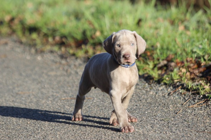 des Diamants Verts - Chiots disponibles - Braque de Weimar