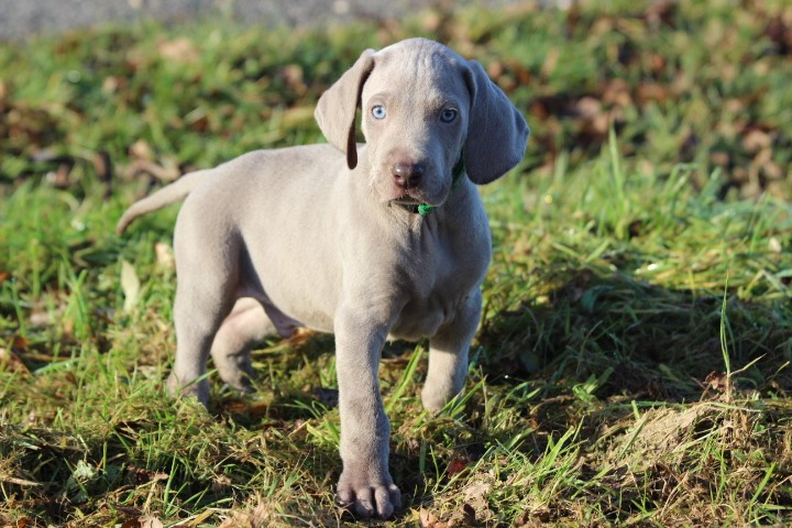 des Diamants Verts - Chiots disponibles - Braque de Weimar