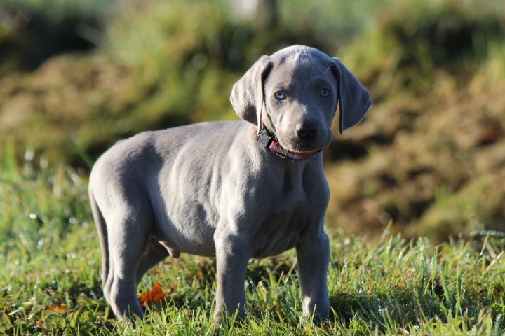 des Diamants Verts - Chiots disponibles - Braque de Weimar