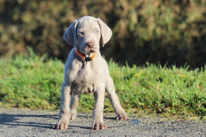 des Diamants Verts - Chiots disponibles - Braque de Weimar