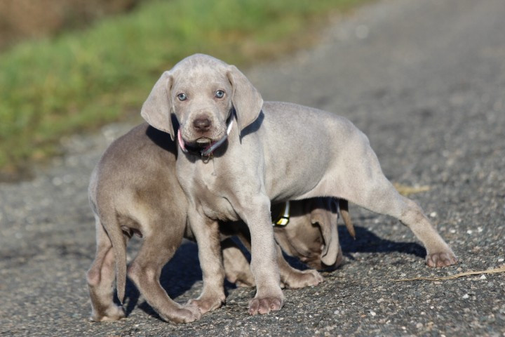 des Diamants Verts - Chiots disponibles - Braque de Weimar