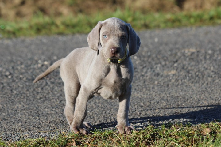 des Diamants Verts - Chiots disponibles - Braque de Weimar
