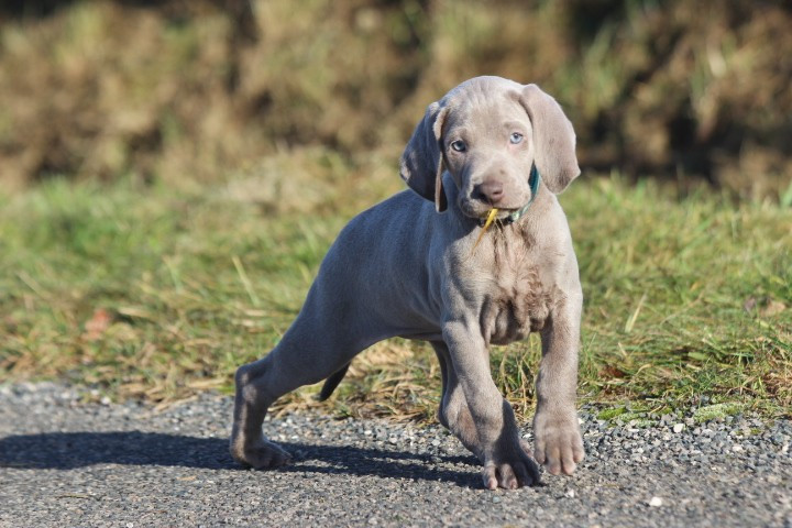 des Diamants Verts - Chiots disponibles - Braque de Weimar