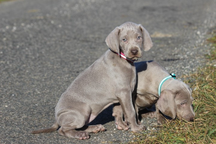 des Diamants Verts - Chiots disponibles - Braque de Weimar
