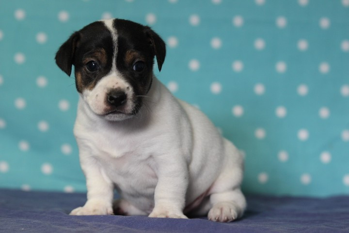 des Diamants Verts - Chiots disponibles - Jack Russell Terrier