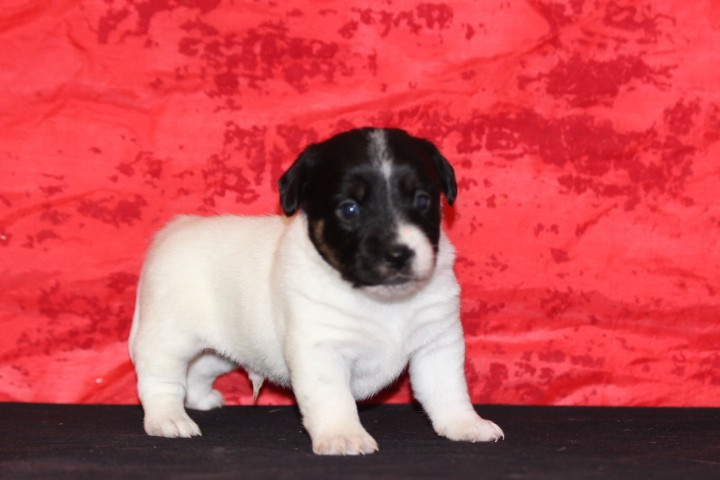 des Diamants Verts - Chiots disponibles - Jack Russell Terrier