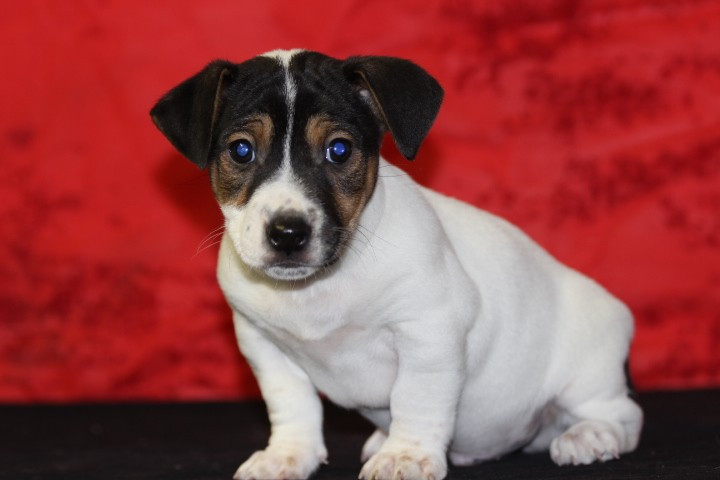 des Diamants Verts - Chiots disponibles - Jack Russell Terrier