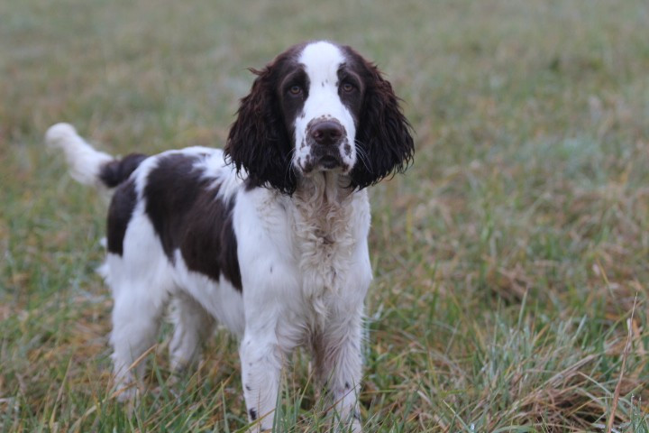 des Diamants Verts - Chiots disponibles - English Springer Spaniel