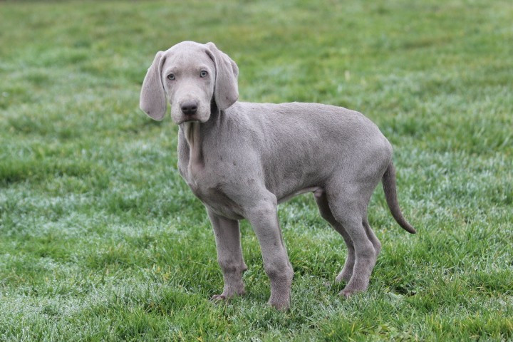 des Diamants Verts - Chiots disponibles - Braque de Weimar