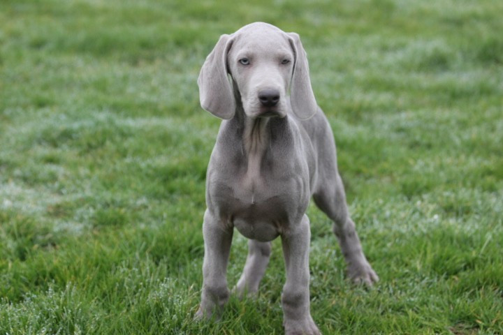 des Diamants Verts - Chiots disponibles - Braque de Weimar