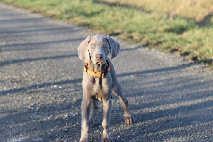 des Diamants Verts - Chiots disponibles - Braque de Weimar