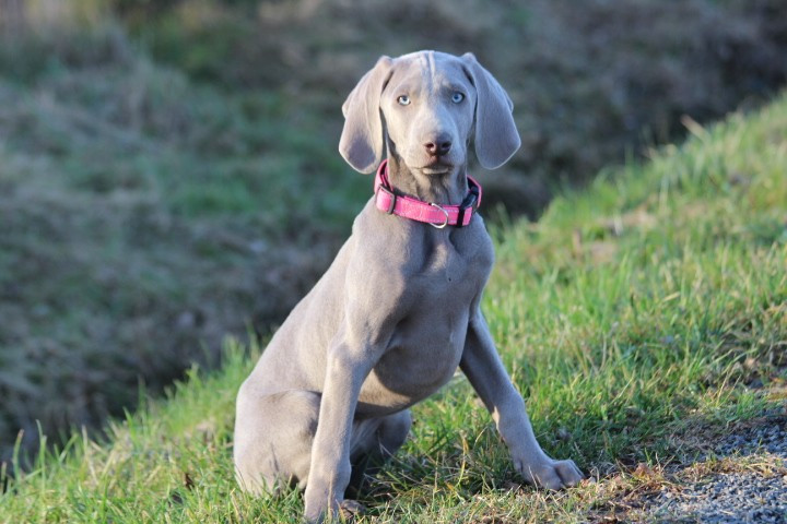 des Diamants Verts - Chiots disponibles - Braque de Weimar