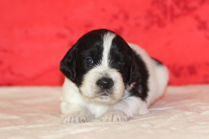 des Diamants Verts - Chiots disponibles - Setter Anglais