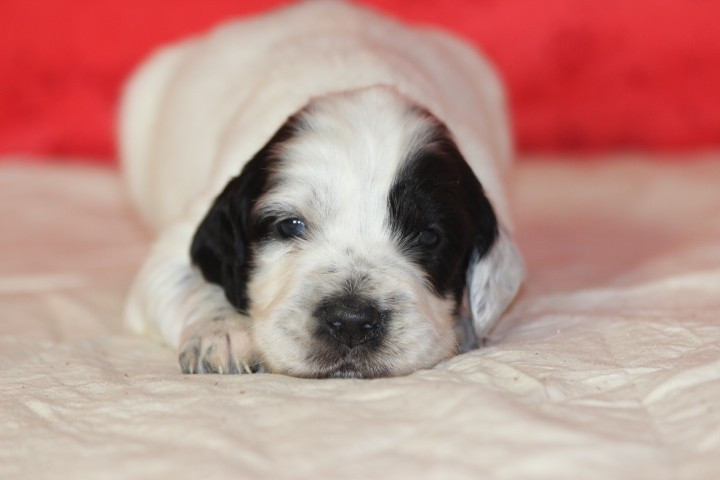 des Diamants Verts - Chiots disponibles - Setter Anglais