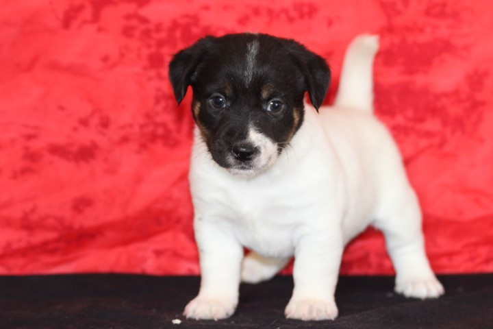 des Diamants Verts - Chiots disponibles - Jack Russell Terrier
