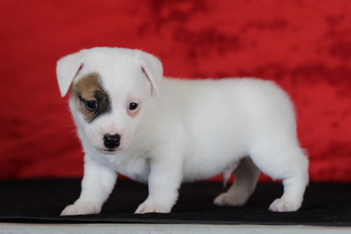 des Diamants Verts - Chiots disponibles - Jack Russell Terrier