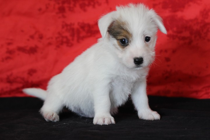 des Diamants Verts - Chiots disponibles - Jack Russell Terrier
