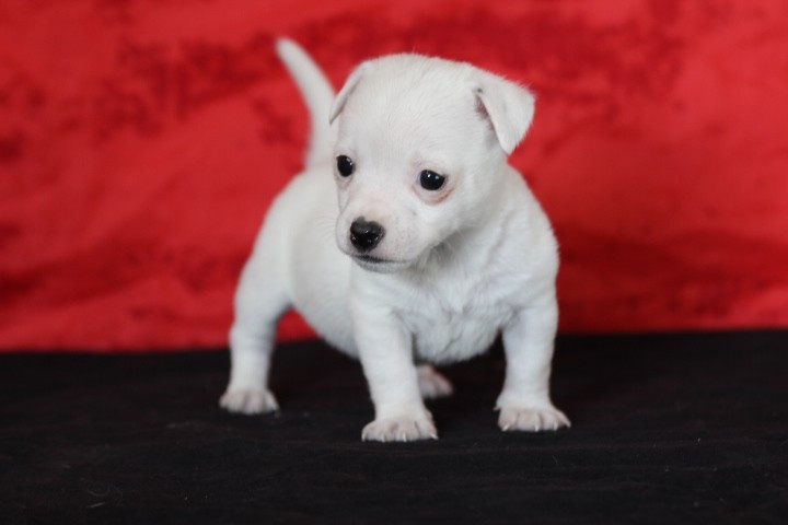 des Diamants Verts - Chiots disponibles - Jack Russell Terrier