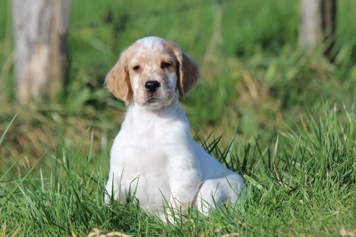des Diamants Verts - Chiots disponibles - Setter Anglais