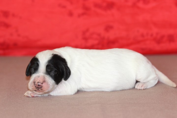 des Diamants Verts - Chiots disponibles - Setter Anglais