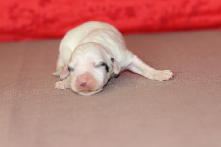 des Diamants Verts - Chiots disponibles - Setter Anglais