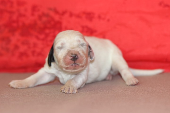 des Diamants Verts - Chiots disponibles - Setter Anglais