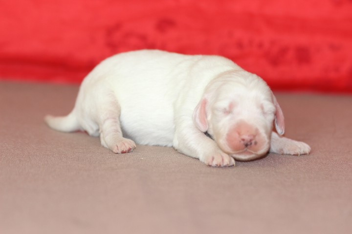 des Diamants Verts - Chiots disponibles - Setter Anglais