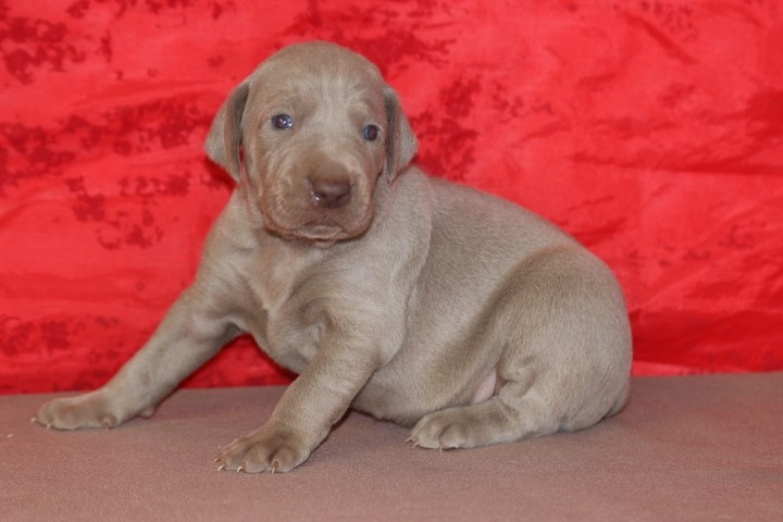 des Diamants Verts - Chiots disponibles - Braque de Weimar