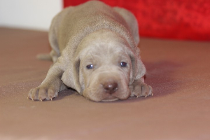 des Diamants Verts - Chiots disponibles - Braque de Weimar