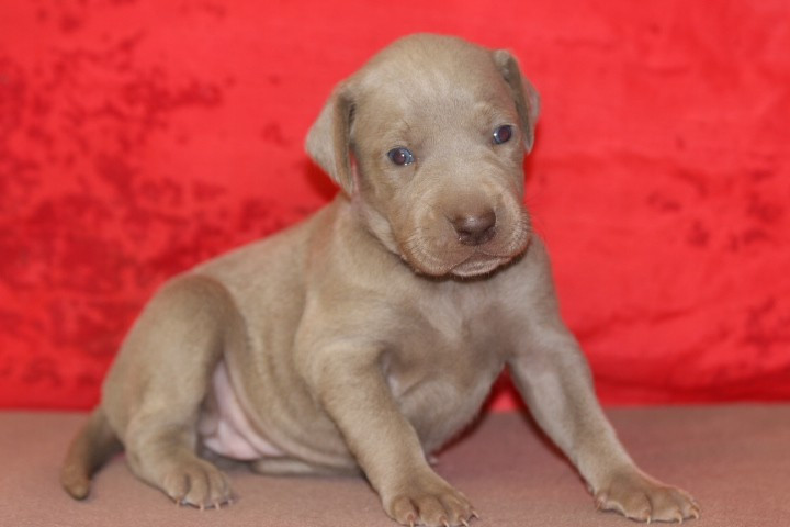 des Diamants Verts - Chiots disponibles - Braque de Weimar