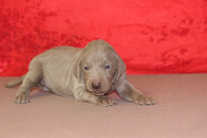 des Diamants Verts - Chiots disponibles - Braque de Weimar